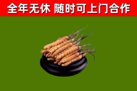 霞山烟酒回收冬虫夏草.jpg