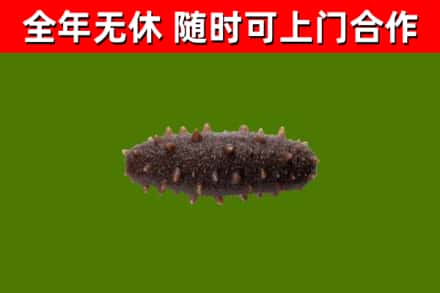 霞山回收海参干